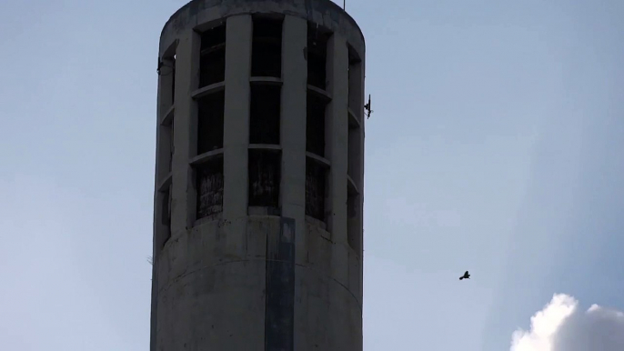 Faucons pèlerins Ivry - jeune pèlerin en vol - 30 mai 2014