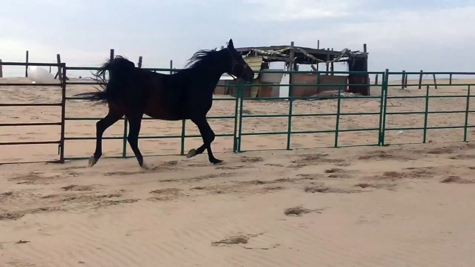 arabian horses in Saudi Arabia 2014  فرس عربية اصيلة بيارق فخر