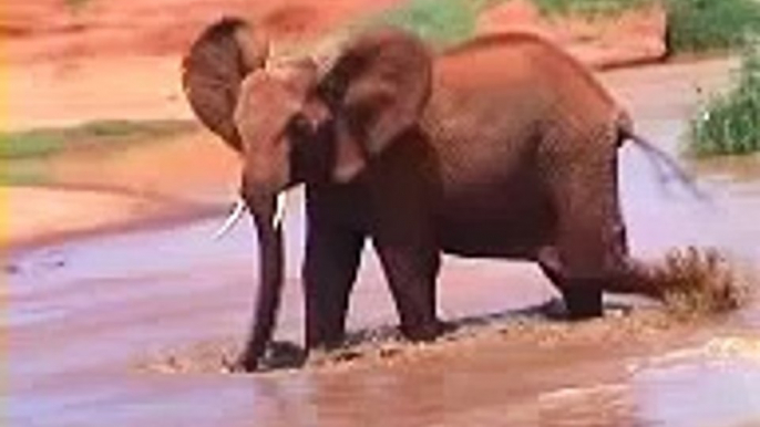 Young elephants playing at Tsavo East Kenya water hole
