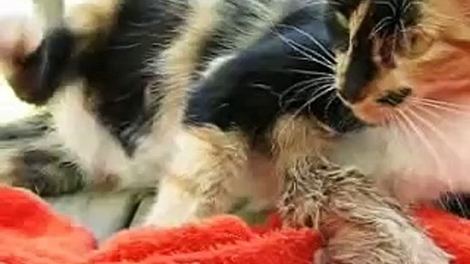 Feral Cat Delivering Kitten #2 - Breech
