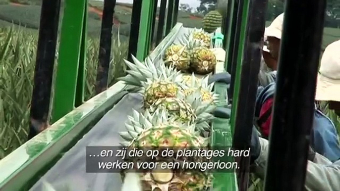 Ananas op ons bord: tegen elke prijs?