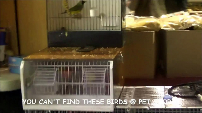 EXOTIC FINCHES & CANARIES - CANADIAN NATIONAL CAGE BIRD SHOW & EXPO 2014