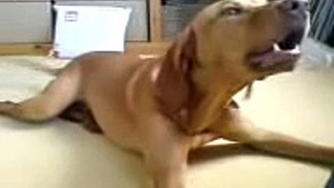 Vizsla dog having barking fit