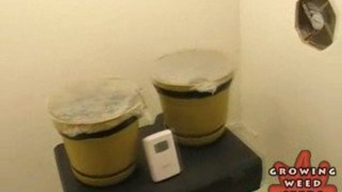 Indoor Marijuana Growing Setup - How to Grow Pot Seeds 3