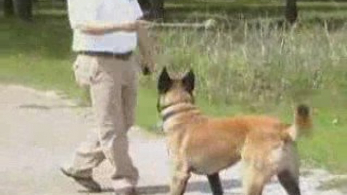 Belgian Malinois for sale by Off-Leash K9 Tulsa Dog Training