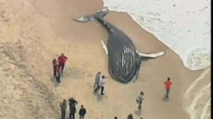 USA - New York, balena si arena sulla spiaggia di Jones Beach