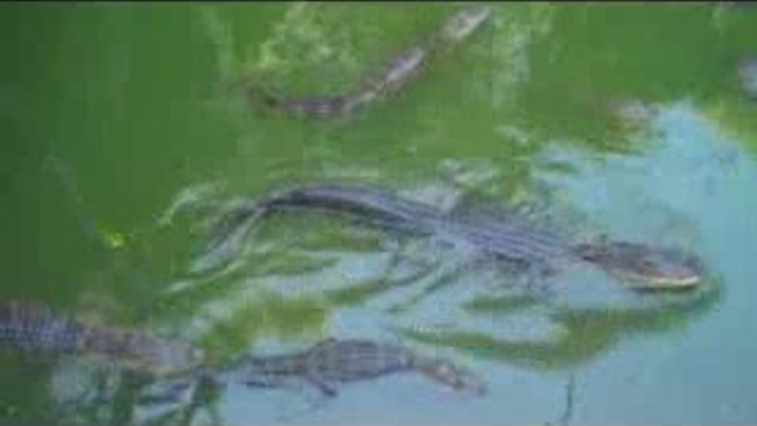 Snack Time for Alligators - Feeding Gators Treats