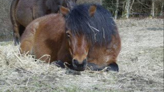 Les poneys du centre équestre de la Brasserie