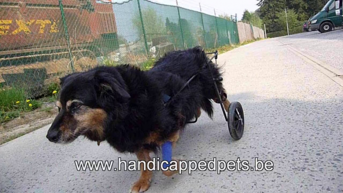 chaise roulante pour chien handicapé sur mesure par Pagani