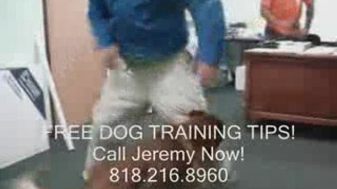 Obedience Training Los Angeles (Dog Obedience)  818-216-8960