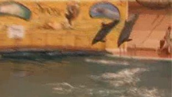 Troy Aquapark Dolphin show / Alanya-Antalya