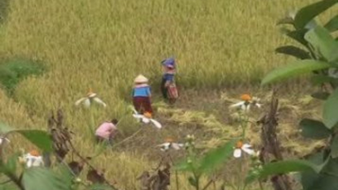 Pour tout l'or du Mekong