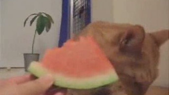 Cats Love Water Melon