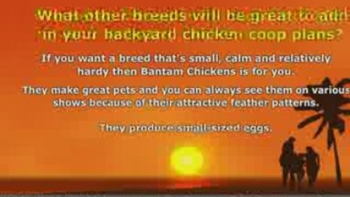 Chicken Breeds - Backyard Chicken Coop Plans