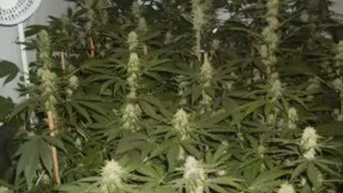 Insane Strains Weed Grow Room -#- Growing Indoors 2