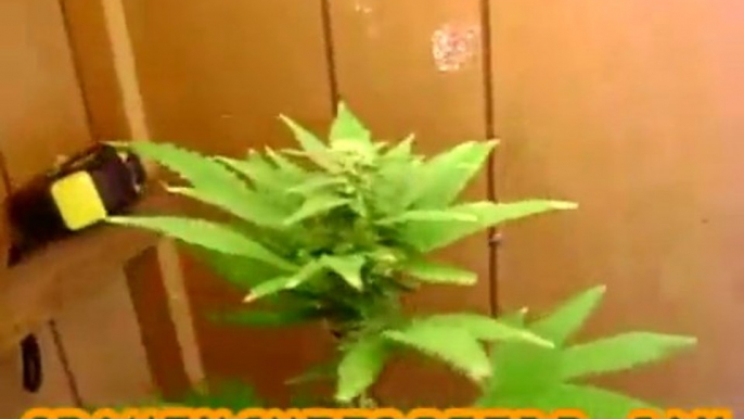 Closet Marijuana Grow :: part 14 :: :: indica :: Indoor ...