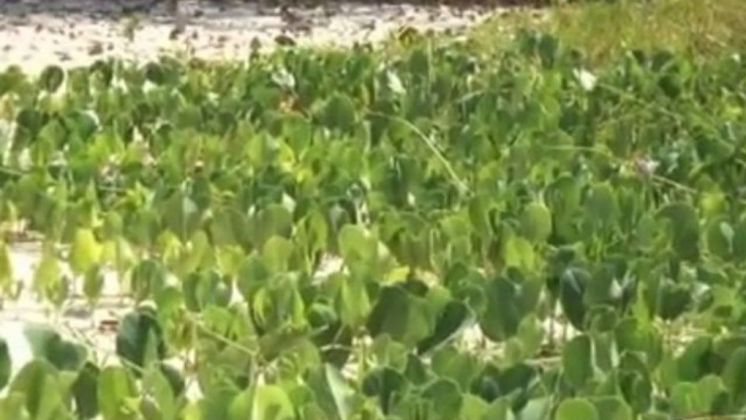 Antilles Jet : Navette en bateau pour l'îlet du GOSIER