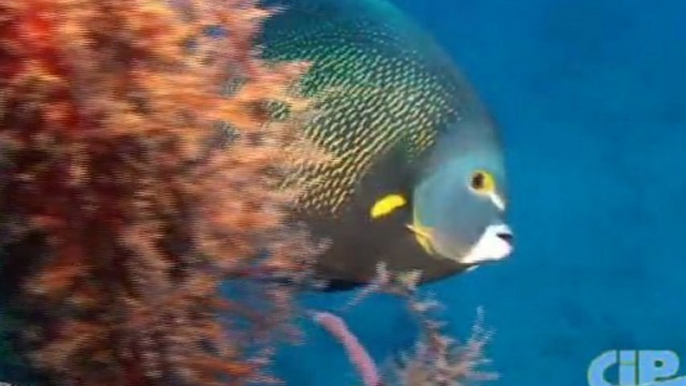 Antilles Jet - plongée en Guadeloupe à la réserve Cousteau