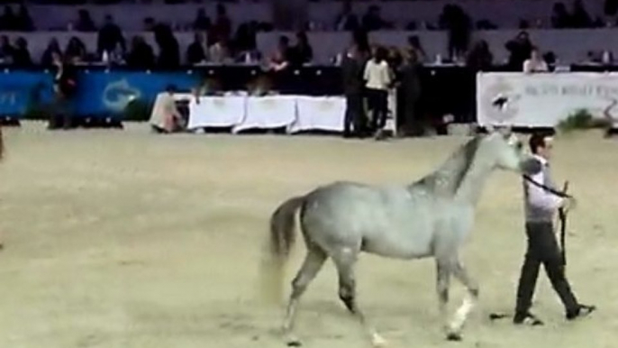 Arabian Horses World Championship 2009