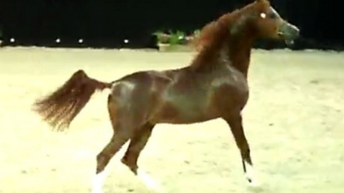 World Show Arabian Horses' Breed 09