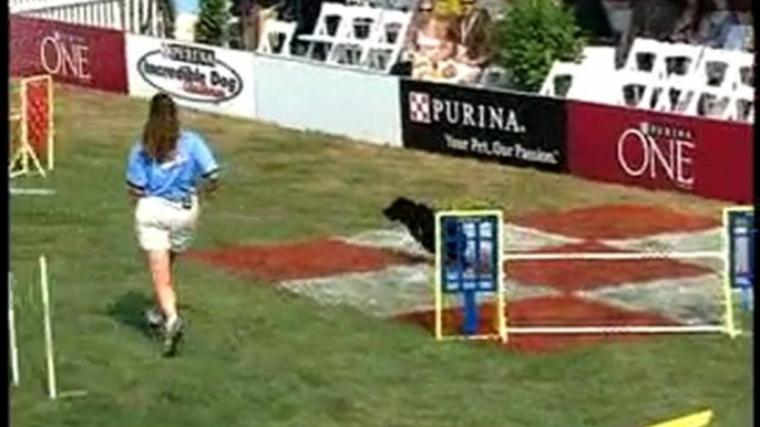 Dog Show: National Finals, Round I, Large Dog Agility Course