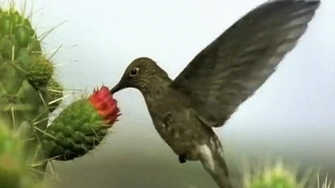 COLIBRI - AERODINAMICA DEL COLIBRI - DOCUMENTAL