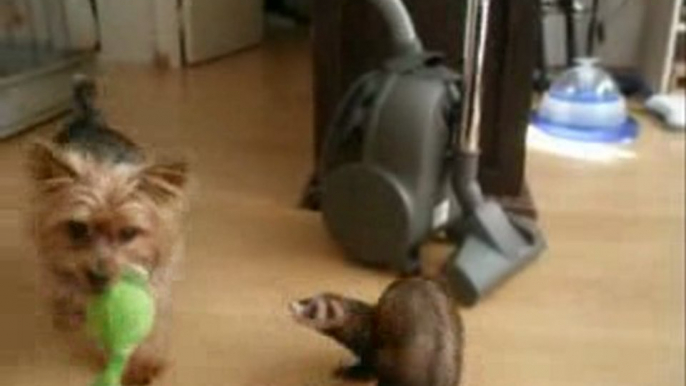 chouny et noé (furet vs chien)