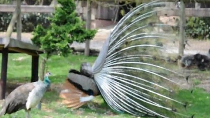 Pfau im Wildgehege Hellenthal