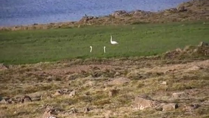 voyage en Islande, à la découverte de paysages vendus