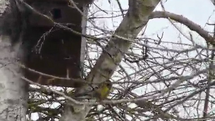 Sur la branche  la Mésange charbonnière  bercée par le vent. (Parus major)