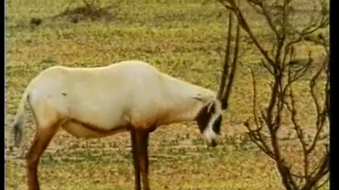 ALLAH'ın güzelliklerinden bir demet=Afrika Ceylanı