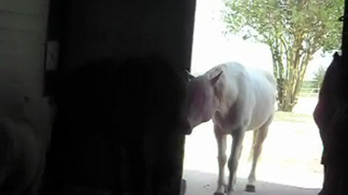 POULAINS MERENS YEARLINGS la rencontre Les poneys de Sophie