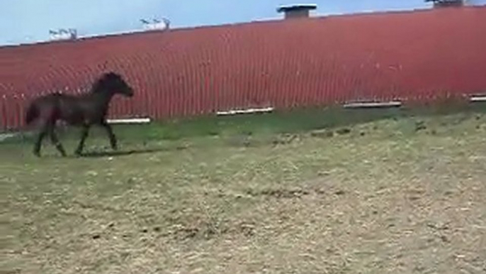 LES PONEYS ET CHEVAUX AU PRE: visite en voiture! SDC11355