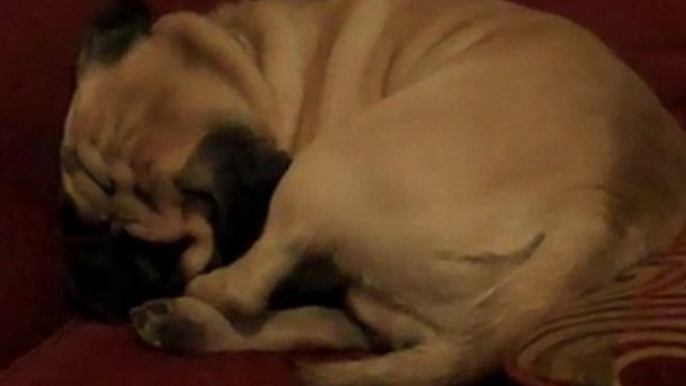 TuffGuy Snoring Away: A Man and His Puggle!