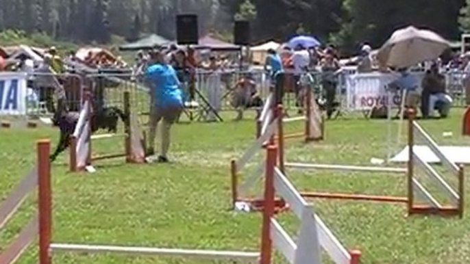 dolce agility dimanche trophée