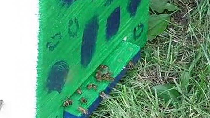 abeilles essaim 2010 faux bourdons