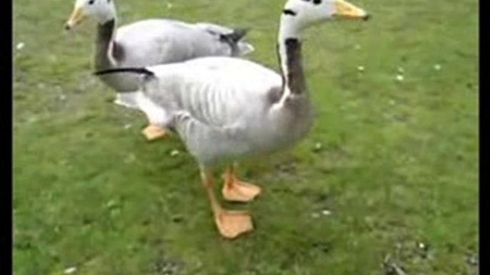 Dancing Duck Gets The Dough