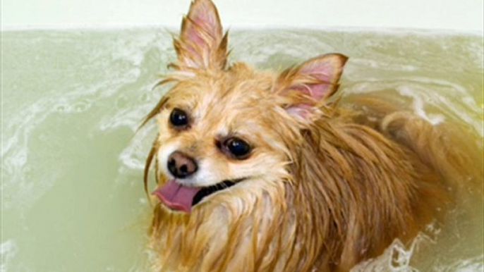 Pet Grooming, Pet Services, No Problem In Clovis, CA