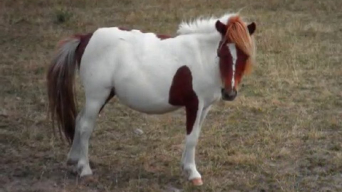 Le 3 juillet en compagnie de mon Bébé poney