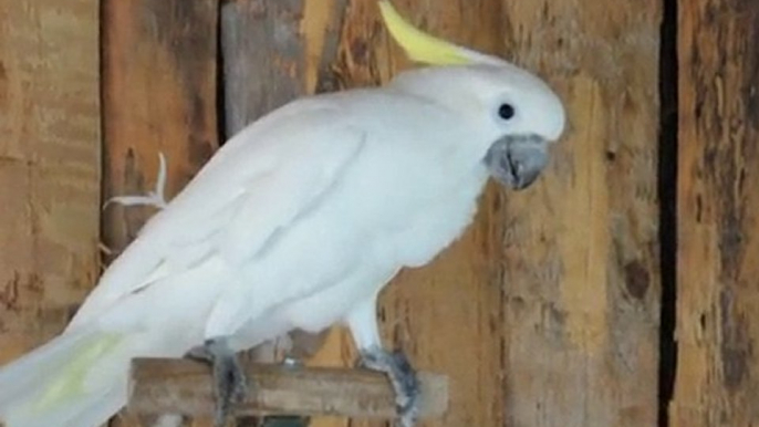 Kakadu der Papageienshow im Wildgehege Hellenthal