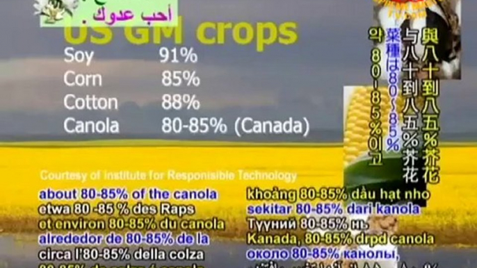 The Damaging Effects of Genetically Modified Foods - P2/2