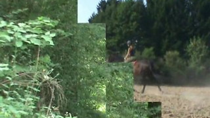 Retraite heureuse pour chevaux et poneys.