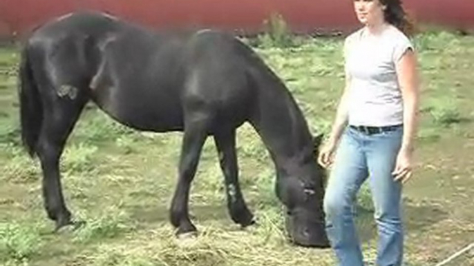 Poulains Mérens d' 1 an et cheval Camargue.