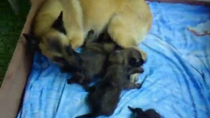 chiots malinois 15 jours