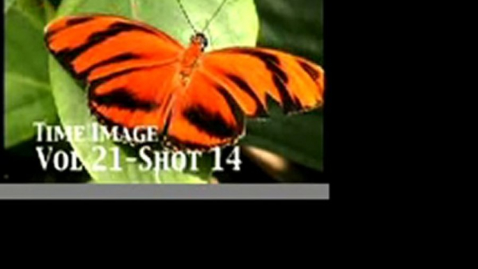 Butterflies Stock Footage Vol 21 PublicDomainFootage.com