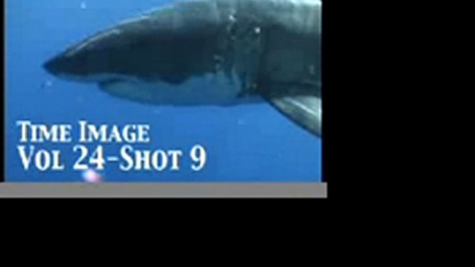 Great White Sharks Footage Vol 24 PublicDomainFootage.com