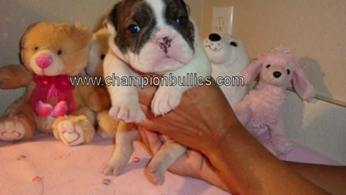 Bull Dog Puppies For Sale – AKC English Bulldog Puppies F