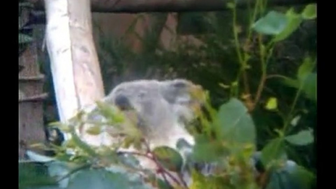 KOALAS at the SAN DIEGO ZOO