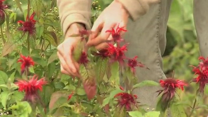 Herboriste aux Jardins de Bernadette (Vosges - Lorraine)