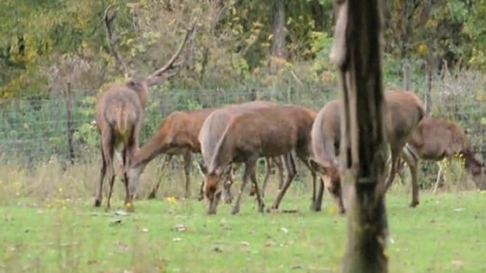 Rothirsch / Rotwild im Wildgehege Hellenthal